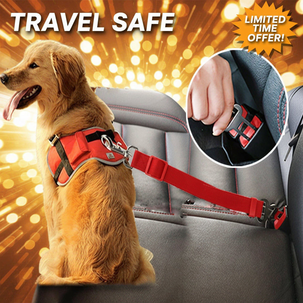 Dog wearing a red harness with a car seat belt, sitting in a car.